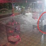 4 Burung Senilai Belasan Juta Dicuri dan Terekam CCTV