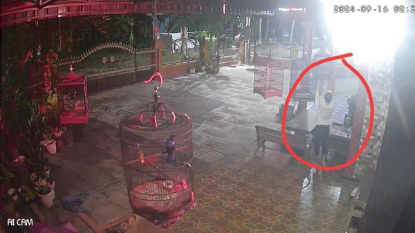 4 Burung Senilai Belasan Juta Dicuri dan Terekam CCTV