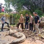 Buaya Masuk Ke Permukiman Warga di cianjur