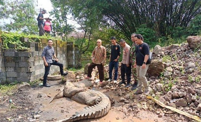 Buaya Masuk Ke Permukiman Warga di cianjur