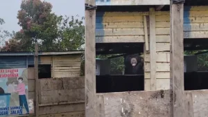 Penampakan Beruang Hitam Bikin Geger Warga Di Lampung