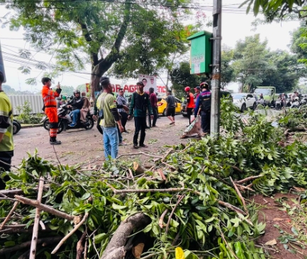 Pengguna Motor Tewas Tertimpa Batang Pohon Di Bogor