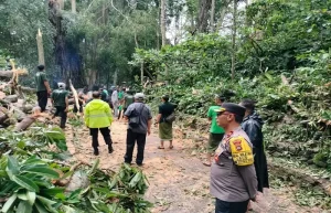 Jenazah Wanita Korea yang Tertimpa Pohon Monkey Forest di Bali