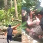 Jenazah Wanita Korea yang Tertimpa Pohon Monkey Forest di Bali