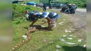 Suami Istri Berkebun Dihadang Piton 7 Meter Di Jakarta