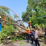 28 Rumah Rusak Akibat Hujan Deras dan Angin Kencang Di Jatim